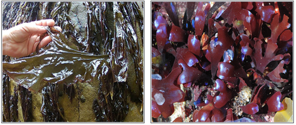 Seaweeds and Chondrus Crispus